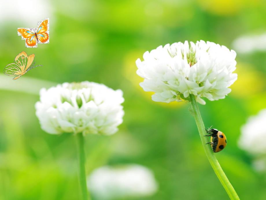 中班《蝴蝶飞》PPT课件蝴蝶飞 中班.ppt_第2页