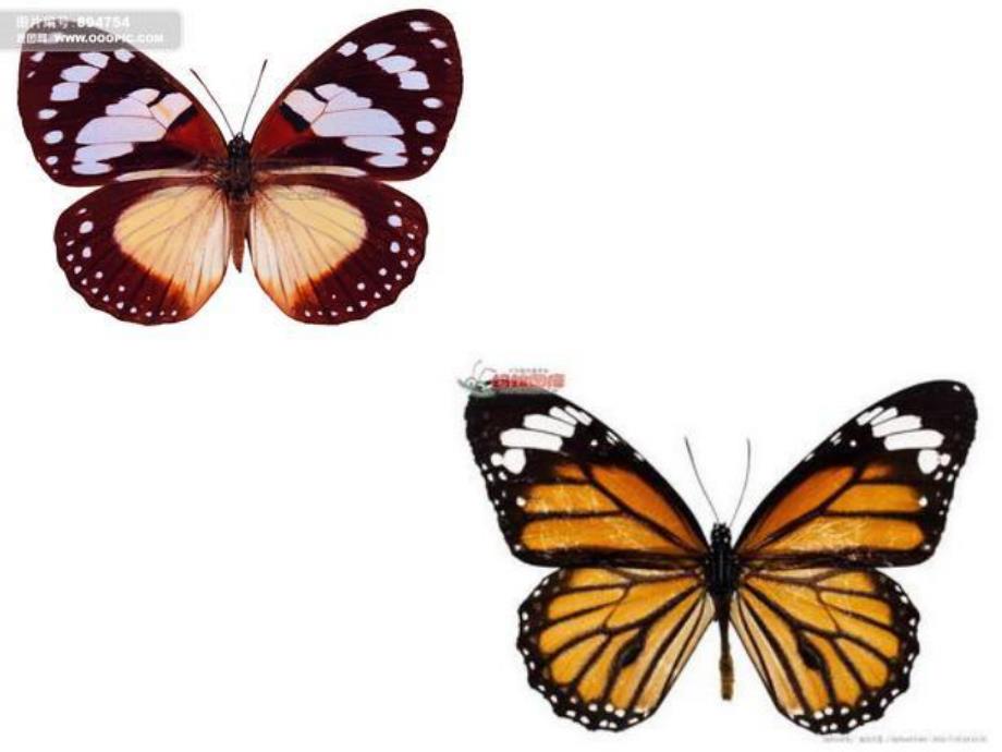 中班美术《蝴蝶真漂亮》PPT课件教案PPT课件.ppt_第3页