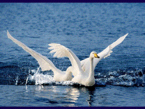 26大班律动游戏《天鹅》视频+教案+简谱+音乐+课件双只天鹅造型.ppt