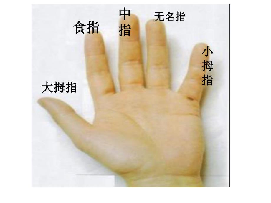 中班健康《我的小手真能干》PPT课件教案我的小手真能干.ppt_第2页