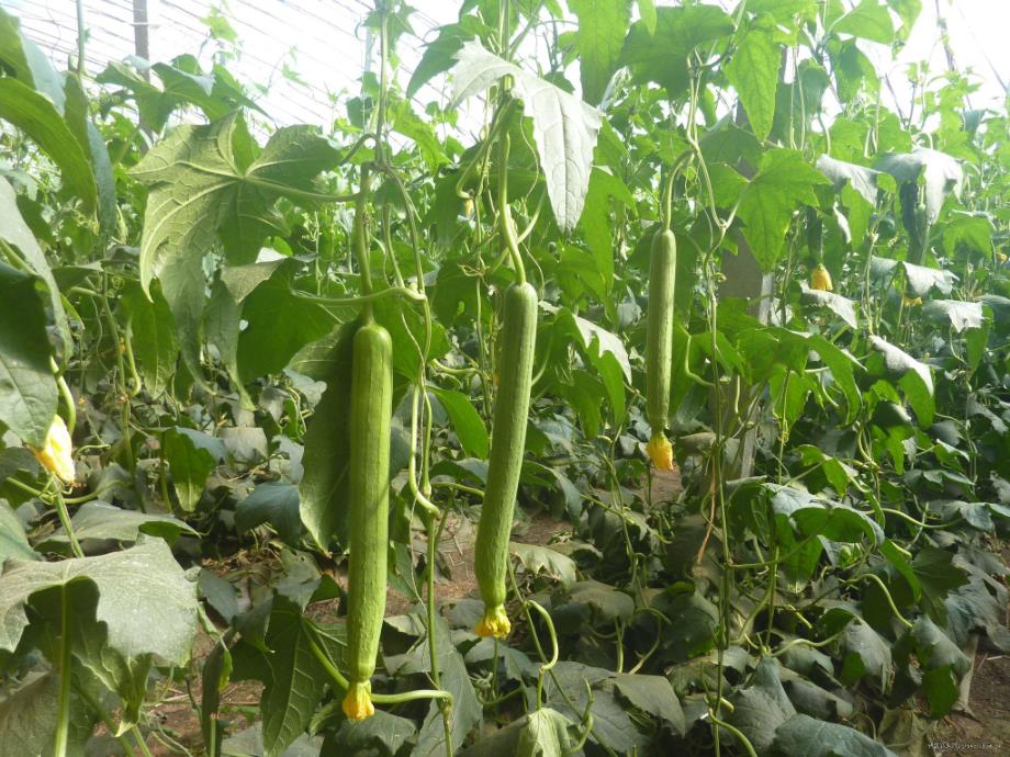 幼儿园美术《长长的丝瓜》PPT课件教案幼儿园长长的丝瓜PPT课件.pptx_第2页