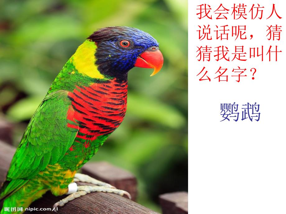 中班科学活动《鸟儿本领高》PPT课件中班科学活动《鸟儿本领高》PPT课件.ppt_第3页