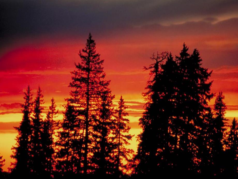 中班美术《小树林变了》PPT课件教案PPT课件.ppt_第3页