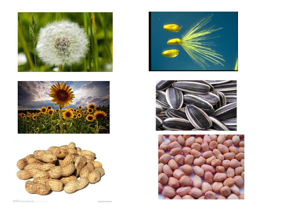 中班美术《种子粘贴画》PPT课件教案种子粘贴画.ppt_第3页