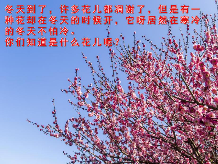 小班美术手指点画《梅花》PPT课件教案音乐PPT课件.pptx_第3页