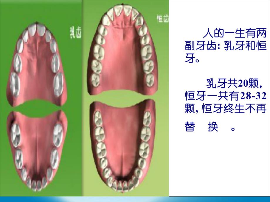 幼儿园《爱护牙齿》PPT课件教案保护牙齿课件.pptx_第3页