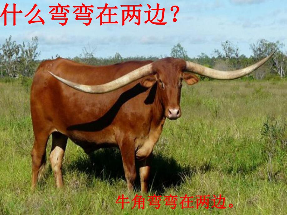 中班语言《什么东西弯又弯》PPT课件教案什么东西弯又弯.ppt_第3页