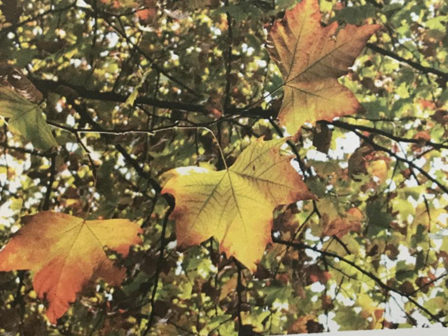 小班科学《天的梧桐树》PPT课件教案小班上学期：科学：天的梧桐树.pptx_第2页