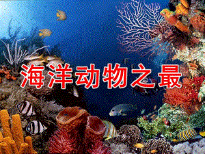 中班科学《海洋动物之最》PPT课件中班科学《海洋动物之最》.ppt