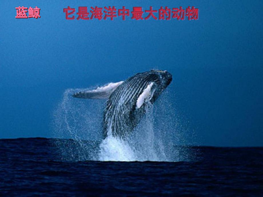 中班科学《海洋动物之最》PPT课件中班科学《海洋动物之最》.ppt_第2页