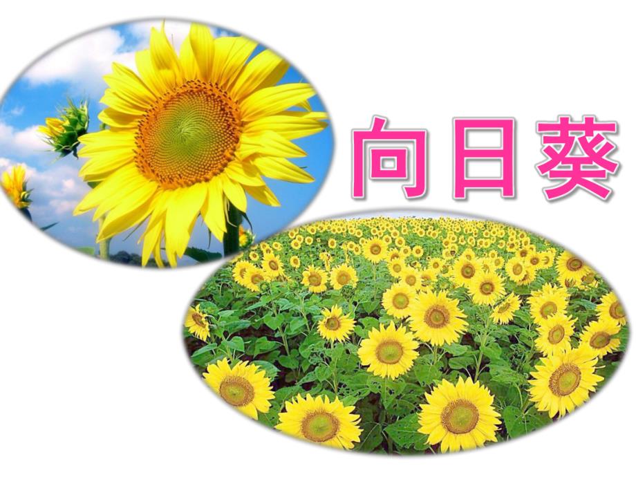 中班美术《向日葵》PPT课件教案中班美术:向日葵.ppt_第1页