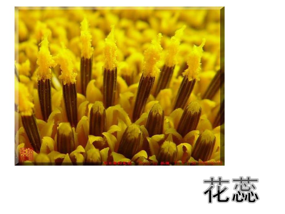中班美术《向日葵》PPT课件教案中班美术:向日葵.ppt_第2页