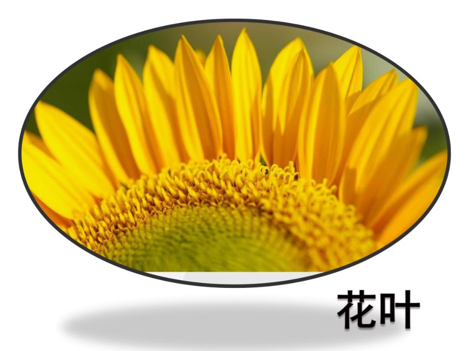 中班美术《向日葵》PPT课件教案中班美术:向日葵.ppt_第3页