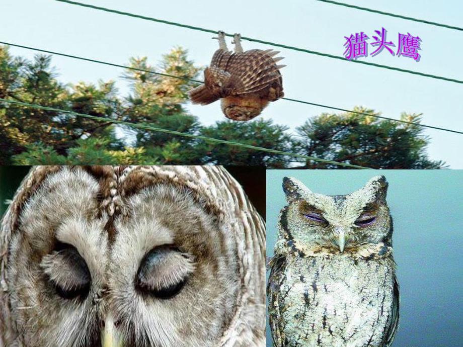 中班科学《动物怎么睡觉》PPT课件教案科学：动物怎么睡觉.ppt_第3页