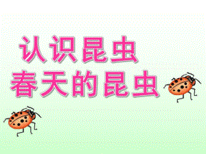 幼儿园《认识昆虫 春天的昆虫》PPT课件春天的昆虫.pptx
