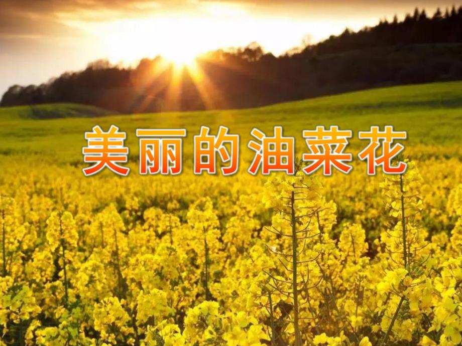 中班美术手指点画《美丽的油菜花》PPT课件教案PPT课件.ppt_第1页