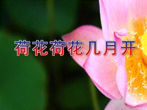 中班语言《荷花荷花几月开》PPT课件教案荷花荷花几月开.ppt