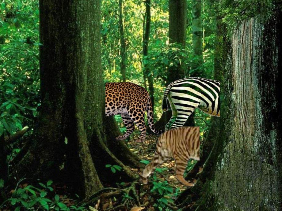 中班科学《有斑纹的动物》PPT课件教案中班科学有斑纹的动物演示文稿.ppt_第2页