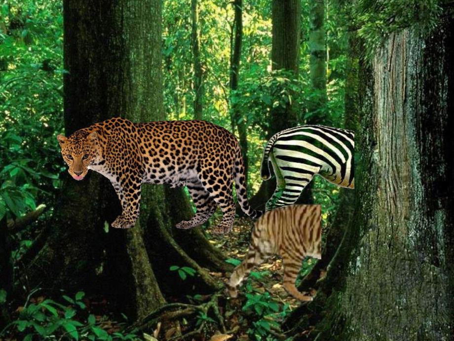 中班科学《有斑纹的动物》PPT课件教案中班科学有斑纹的动物演示文稿.ppt_第3页