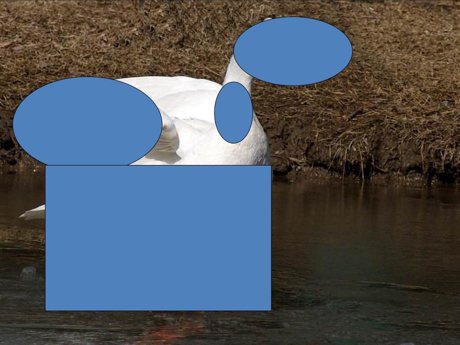 小班语言《大白鹅》PPT课件教案歌曲PPT课件.pptx_第3页