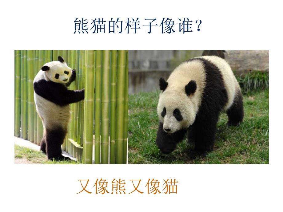 中班科学《可爱的熊猫》PPT课件教案中班科学活动：可爱的熊猫.ppt_第3页