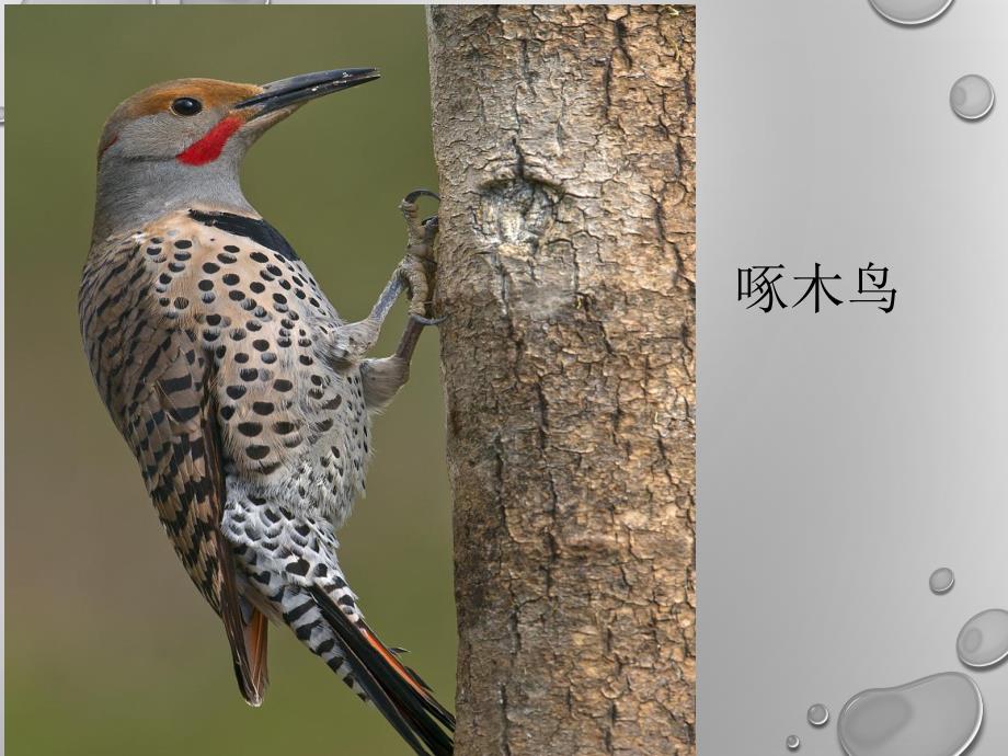 举世无双的建筑师PPT课件教案图片举世无双的建筑师PPT.ppt_第2页