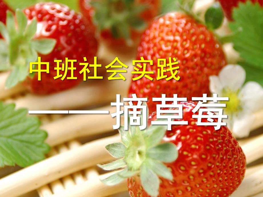 中班社会《摘草莓》PPT课件摘草莓.ppt_第1页