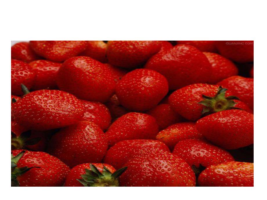 中班社会《摘草莓》PPT课件摘草莓.ppt_第2页