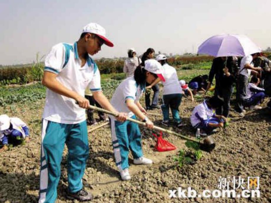 中班科学优质课《种蚕豆》PPT课件教案2e65a451-516a-42a1-be8a-.ppt_第3页