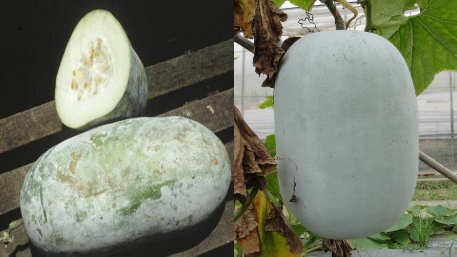 幼儿园植物课程《冬瓜》PPT课件冬瓜---幼儿园植物类课程.pptx_第3页