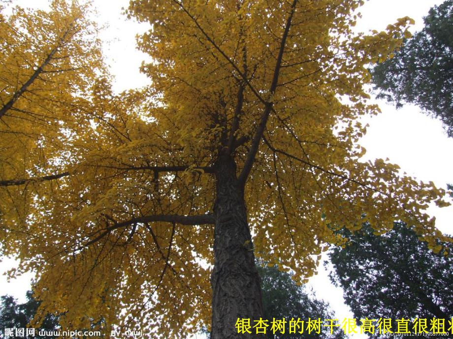 中班科学《几种特别的树》PPT课件几种特别的树.ppt_第2页