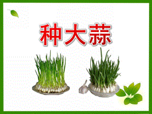 幼儿园活动种植大蒜方法PPT课件幼儿园活动种植大蒜方法PPT课件.pptx