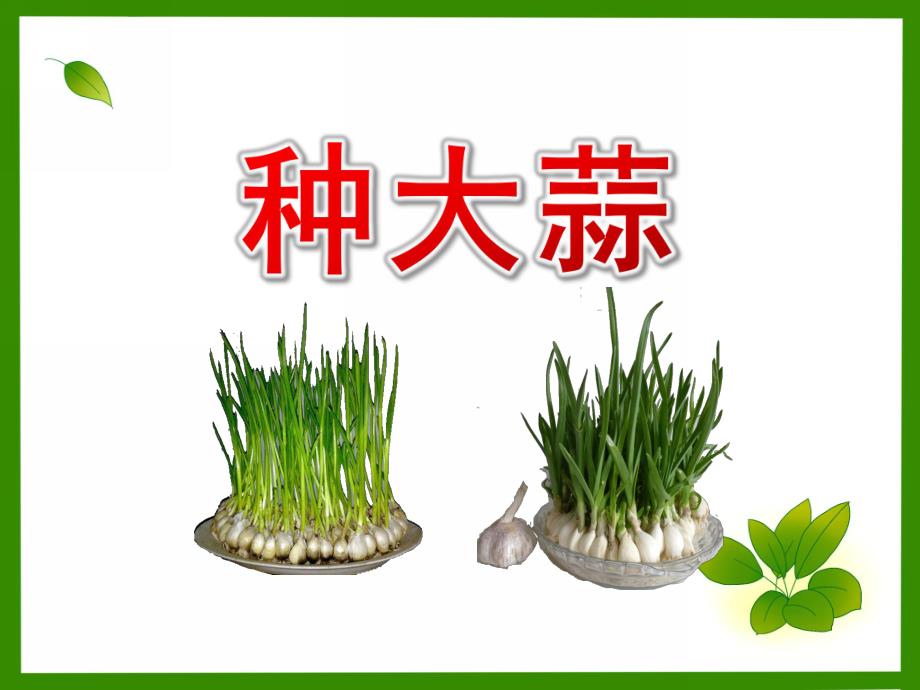 幼儿园活动种植大蒜方法PPT课件幼儿园活动种植大蒜方法PPT课件.pptx_第1页