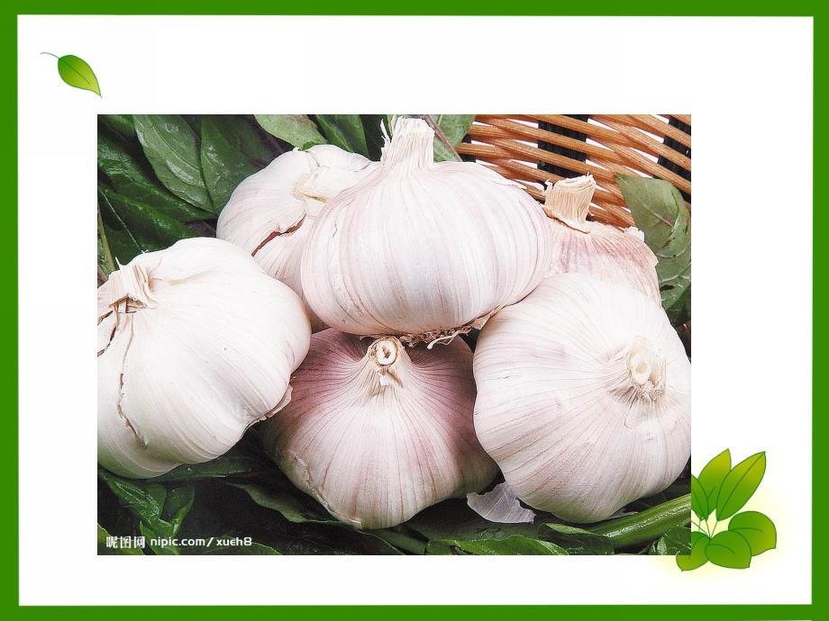 幼儿园活动种植大蒜方法PPT课件幼儿园活动种植大蒜方法PPT课件.pptx_第2页