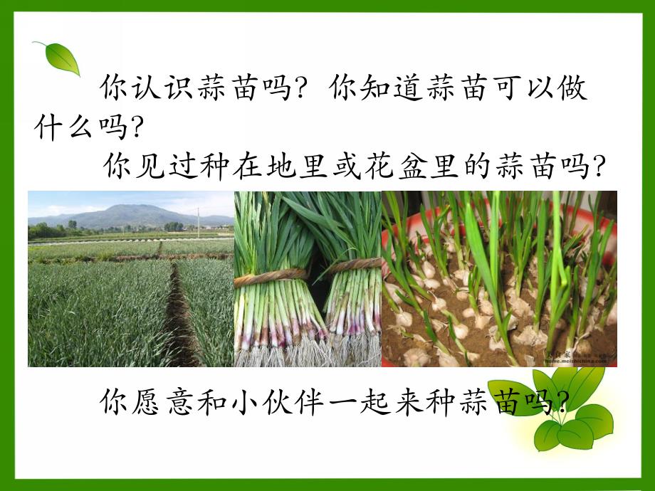 幼儿园活动种植大蒜方法PPT课件幼儿园活动种植大蒜方法PPT课件.pptx_第3页