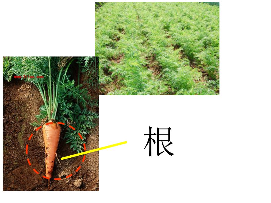 中班科学《吃蔬菜什么部位》PPT课件教案ppt课件.ppt_第2页