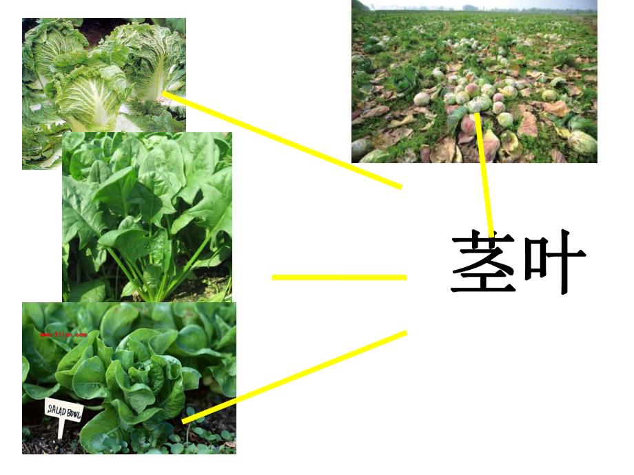 中班科学《吃蔬菜什么部位》PPT课件教案ppt课件.ppt_第3页