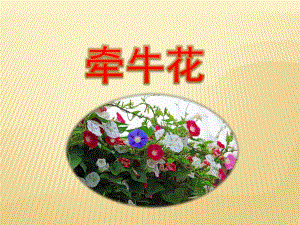 中班语言《牵牛花》PPT课件教案中班语言：牵牛花.ppt