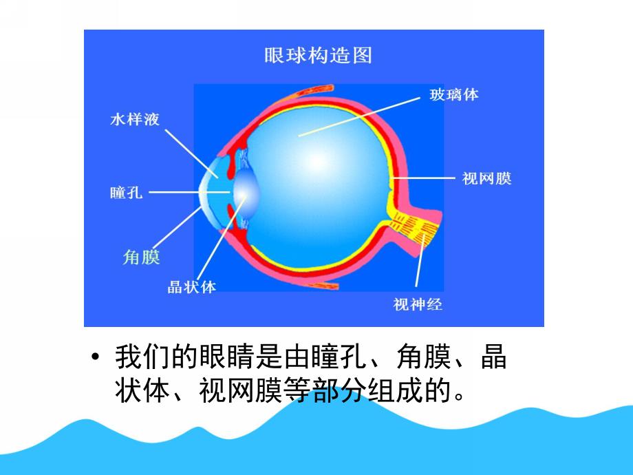 中班健康《眼睛的秘密》PPT课件教案眼睛的秘密.ppt_第2页