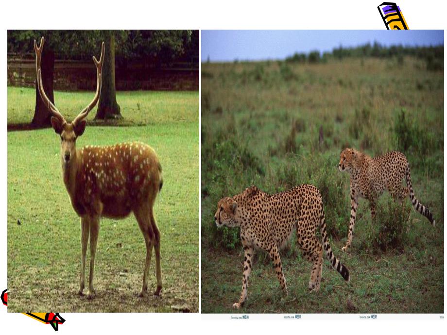 中班美术《借形添画》PPT课件中班美术：借形添画.ppt_第2页