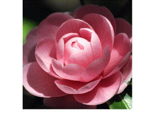 03114 大班律动《盛开的花》视频+教案+课件+配乐.ppt