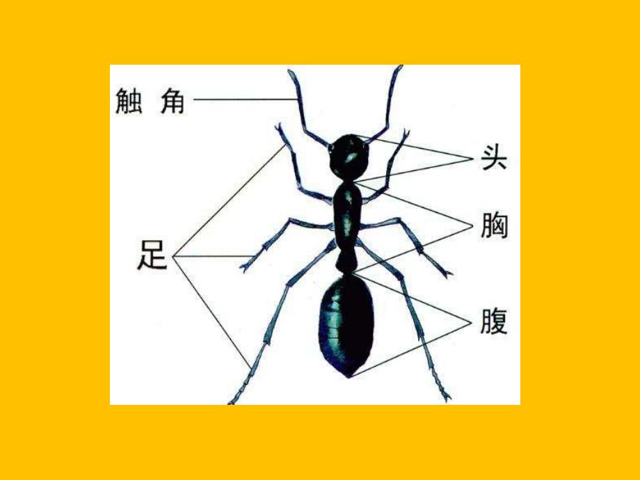 中班科学活动《有趣的蚂蚁》PPT课件教案.ppt_第3页