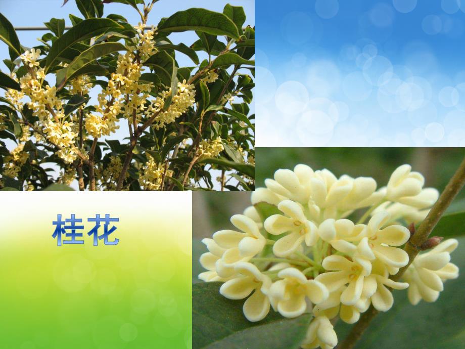 中班科学《天的花》PPT课件教案PPT课件.ppt_第3页