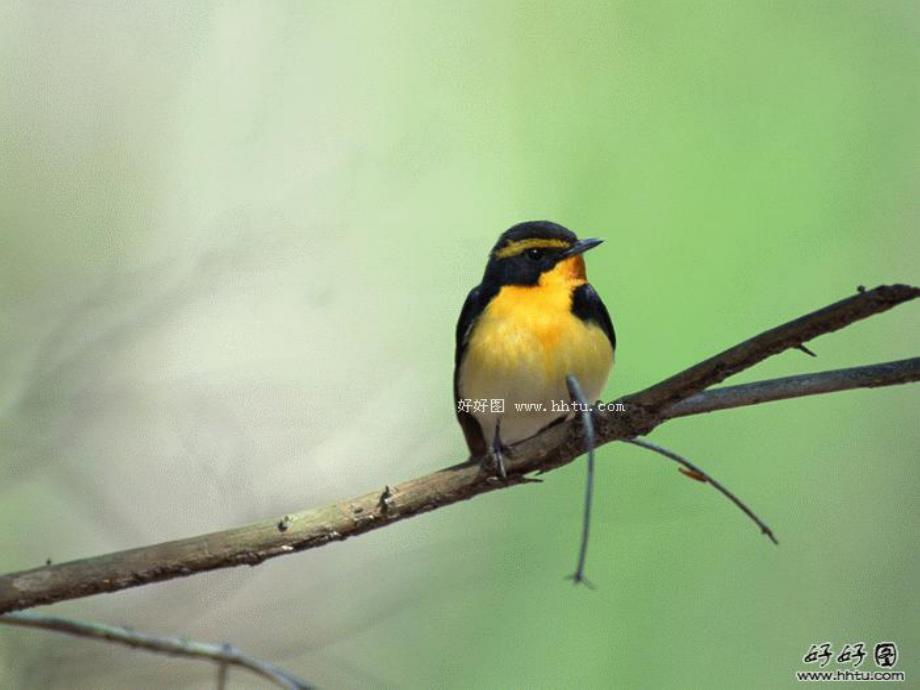 中班语言活动《春雨的吉他》PPT课件教案3月中班语言：春雨的吉他.ppt_第3页