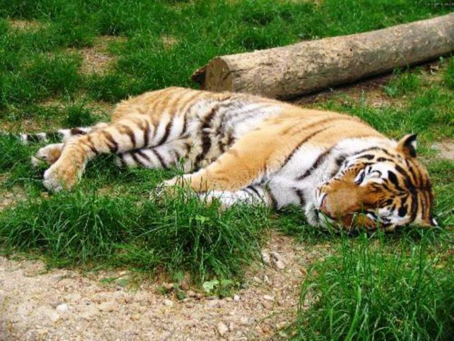 中班科学《千奇百态的睡姿》PPT课件教案千奇百态的睡姿.ppt_第2页