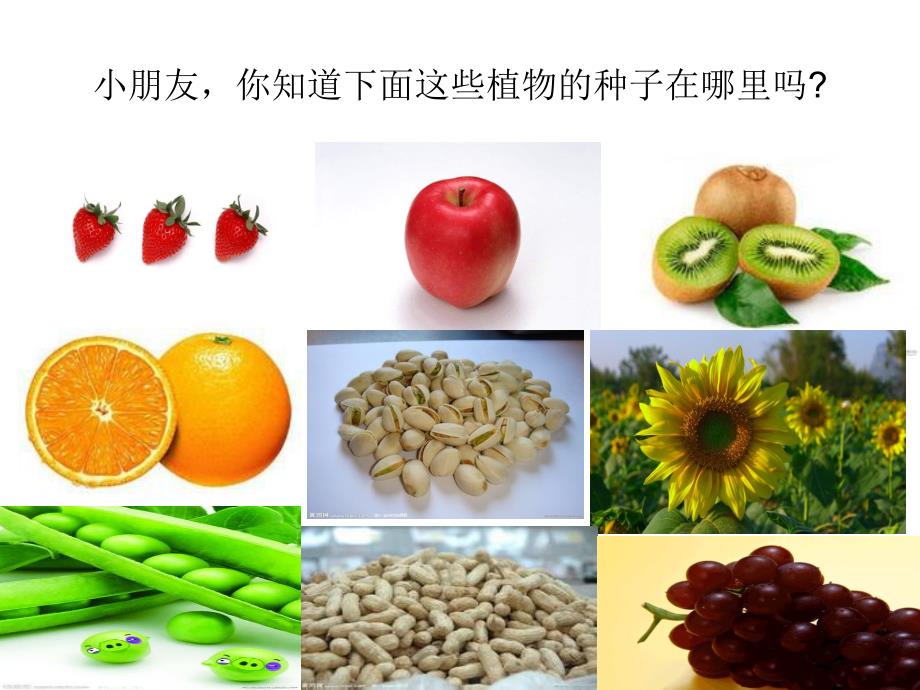 种子在哪里PPT课件教案图片ppt课件.pptx_第2页