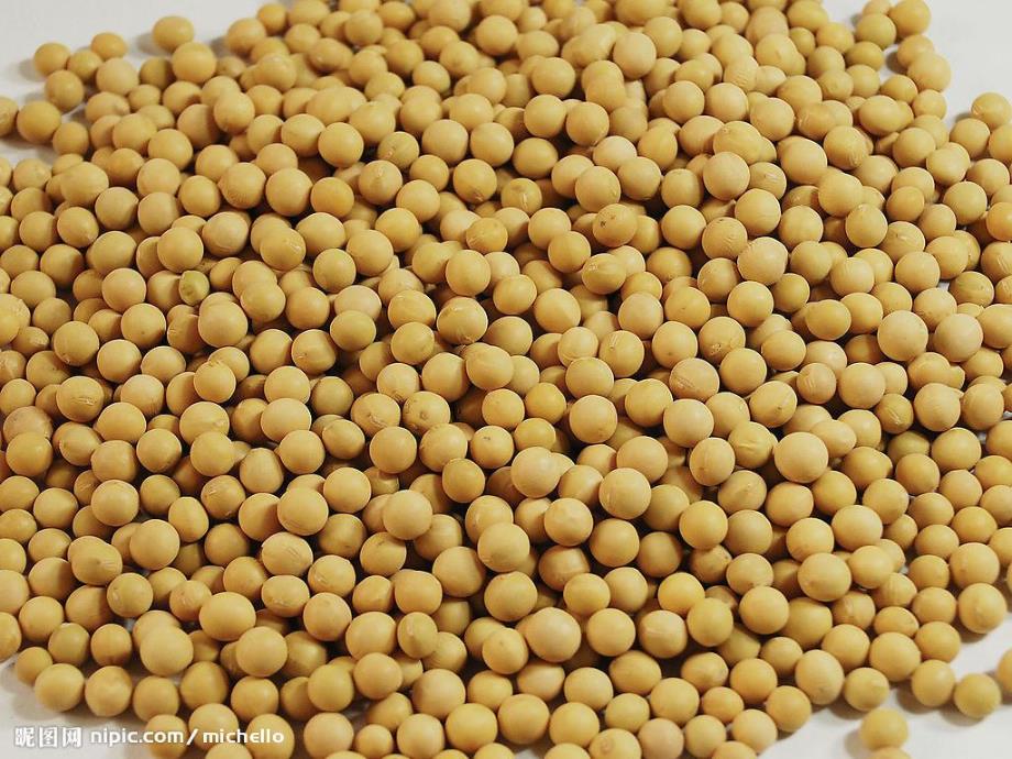 中班科学《有用的豆豆》PPT课件教案各种各样的豆子.ppt_第2页