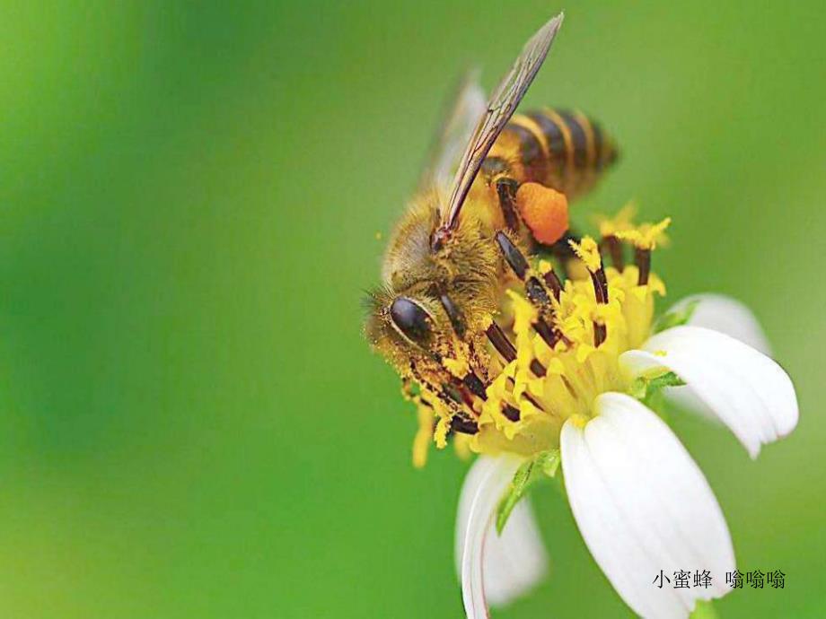 幼儿园动物儿歌《小蜜蜂》PPT课件配音音乐PPT课件.pptx_第3页