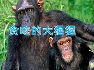 中班《贪吃的大猩猩》PPT课件教案PPT课件.ppt