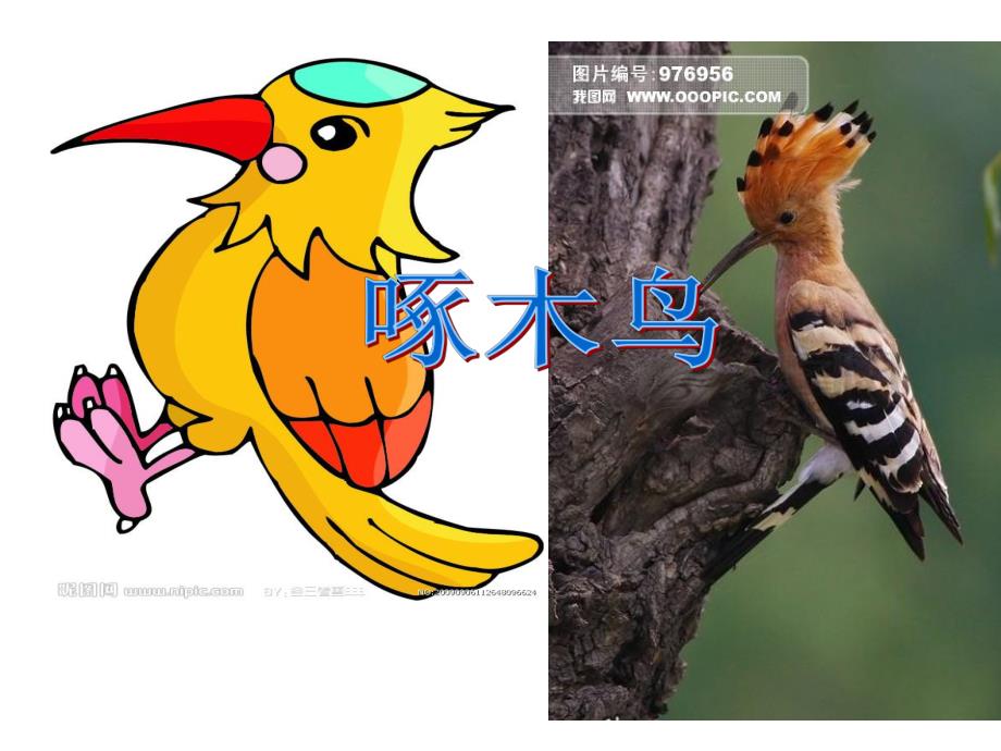 中班科学《啄木鸟》PPT课件教案中班科学教案：啄木鸟%28课件%.ppt_第2页